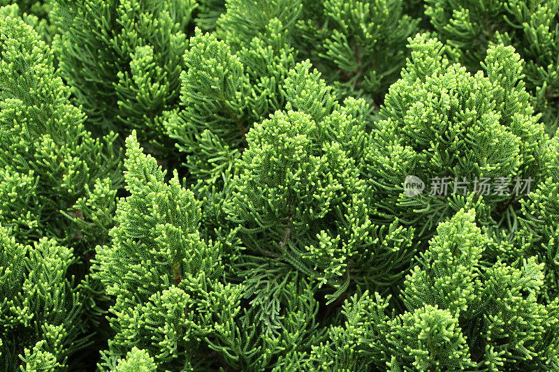 中国刺柏(Juniperus chinensis L. var. kaizuka)